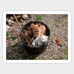 Two Cats in Garden Tub Sticker